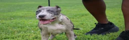 American Bully dogs for sale: Iris - Ad 14