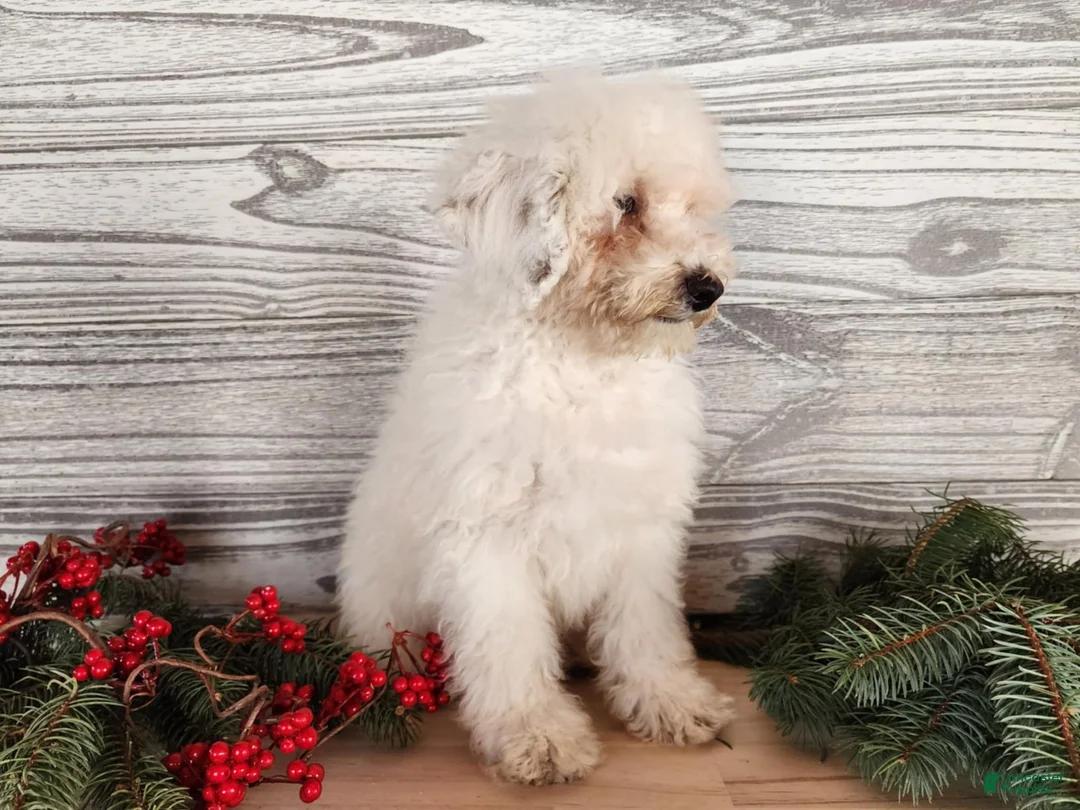 Mini Bernedoodle dogs for sale: Rudolph - Ad 2