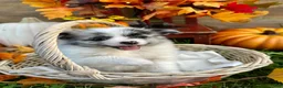 Pomeranian dogs for sale: Jordan - Ad 1