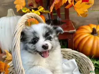 Pomeranian dogs Jordan - Ad 36