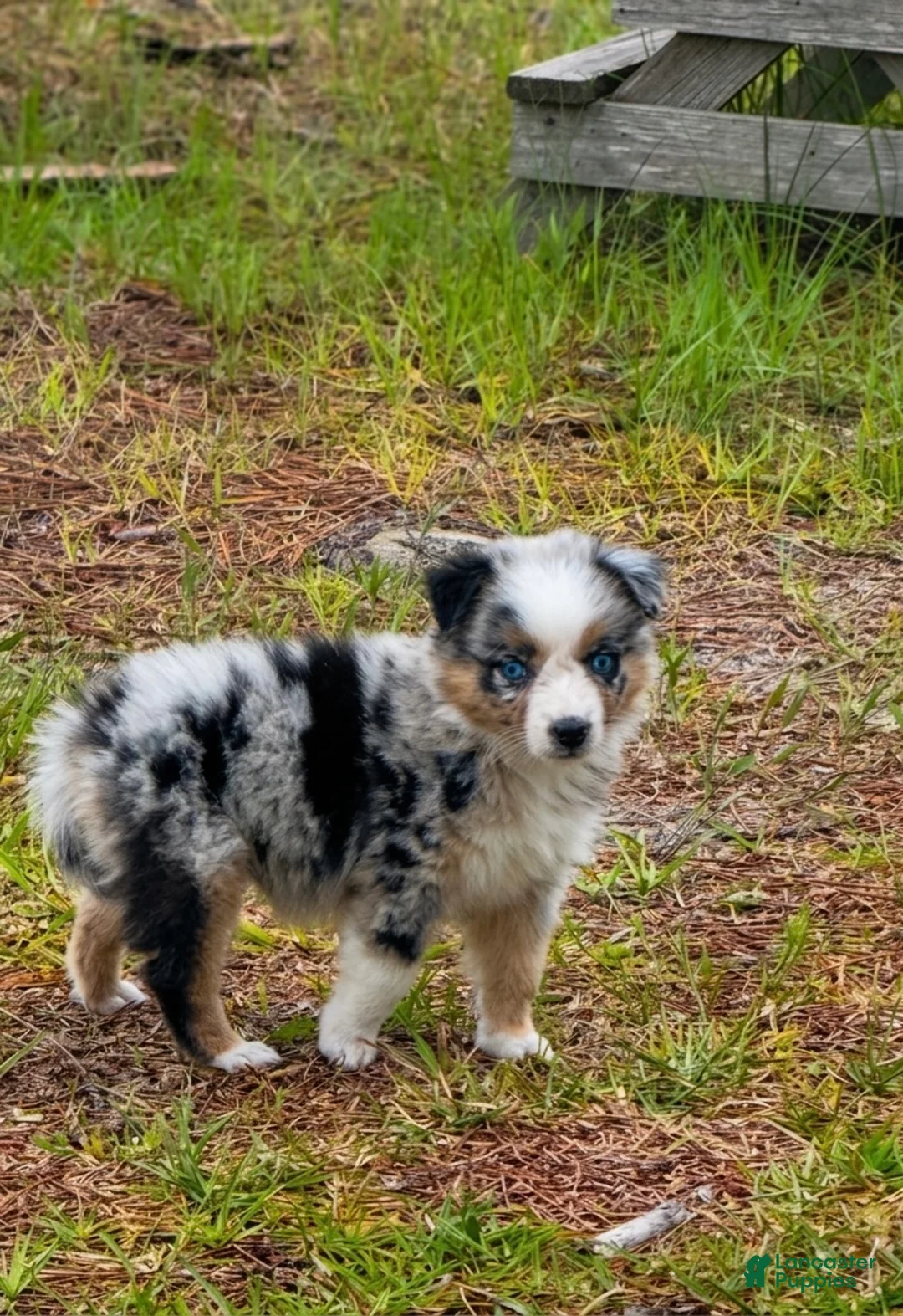 Australian Shepherd dogs for sale: Peaches 🍑  - Ad 2