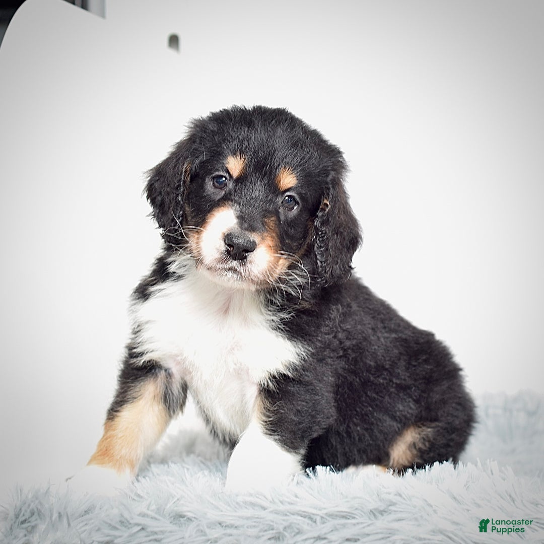 Bernedoodle dogs for sale: Scooter - Ad 5