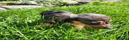 Miniature Dachshund dogs for sale: Remy  - Ad 11