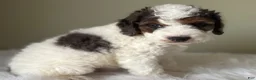 Mini Bernedoodle dogs for sale: Stormie - Ad 5