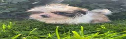Shih Tzu dogs for sale: Max - Ad 5
