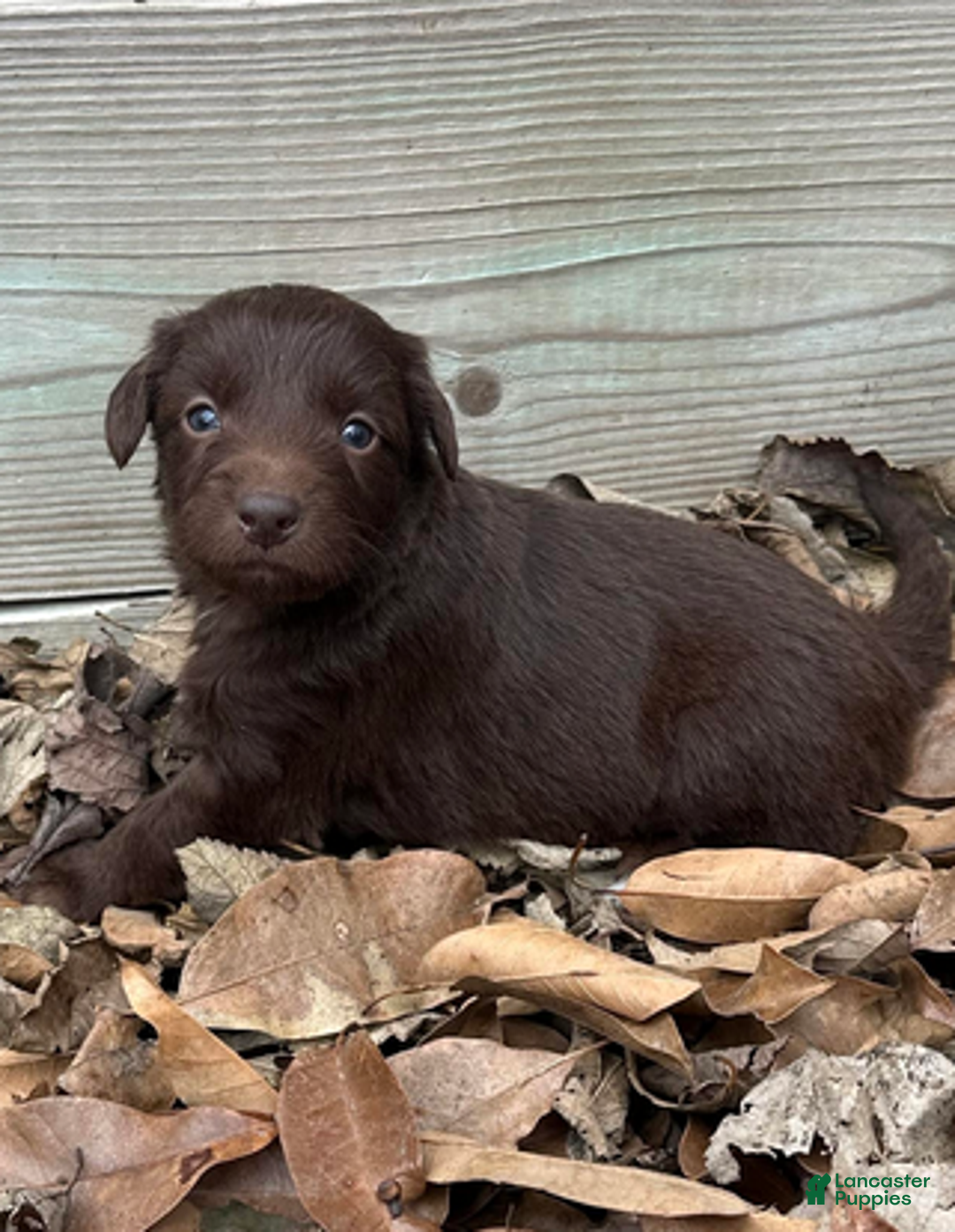 Aussiedoodle dogs for sale: Chocolate girl 4 - Ad 4