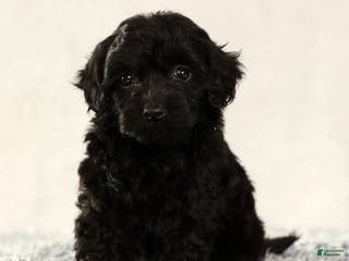 Havapoo dogs Wendy - Ad 13