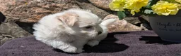 Havanese dogs for sale: Tyson - Ad 7