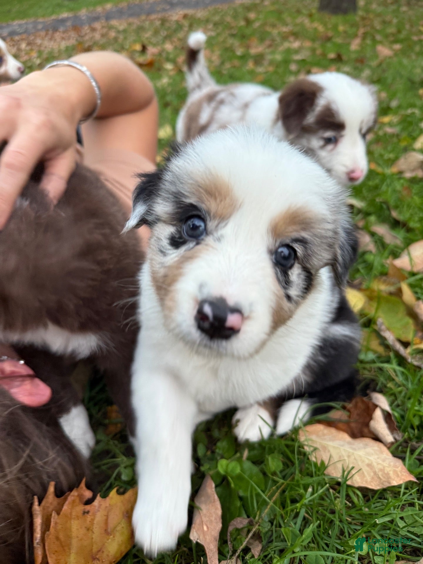 Border Collie dogs for sale: Specks - Ad 2