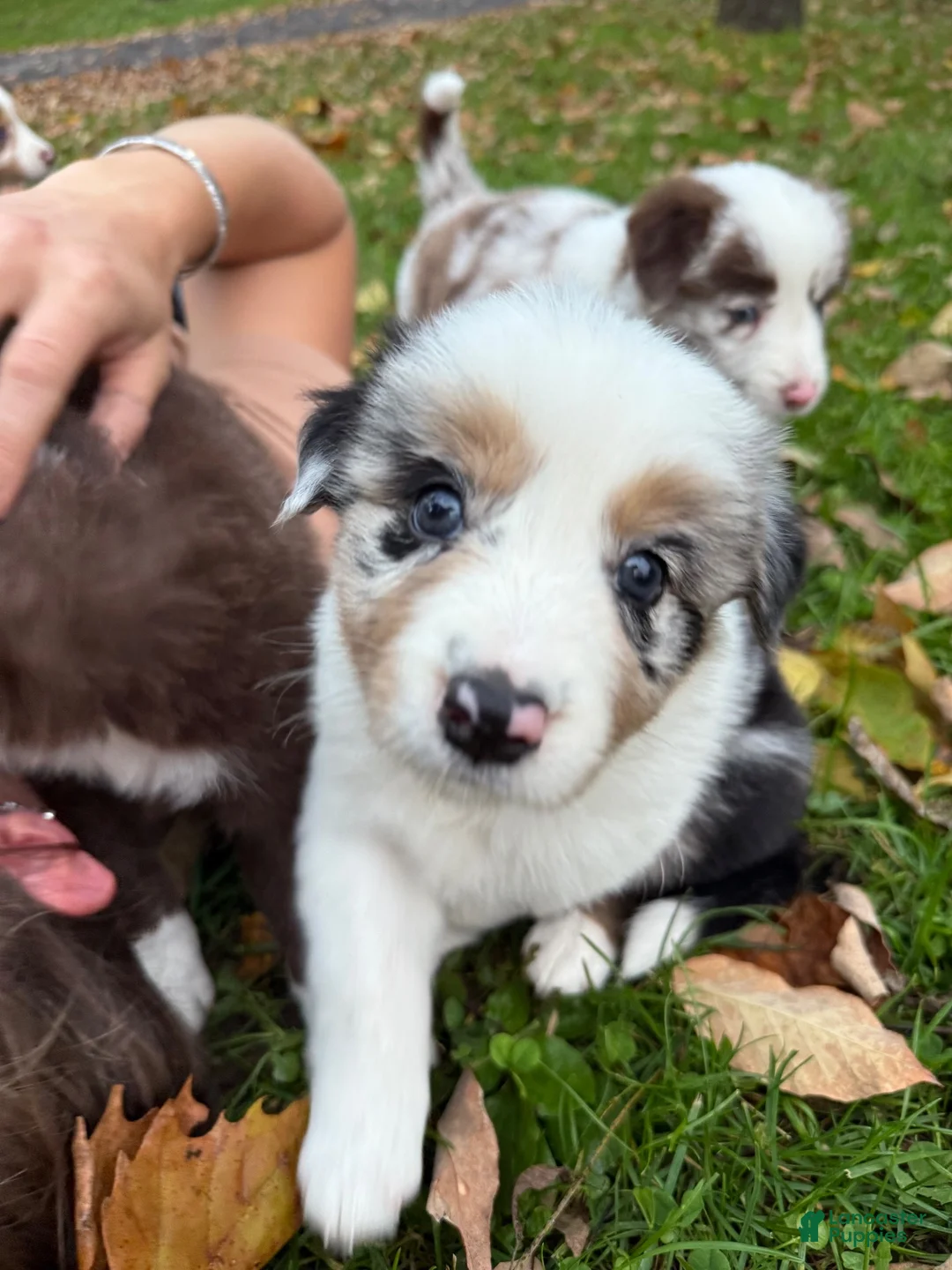 Border Collie dogs for sale: Specks - Ad 2
