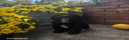 Mini Bernedoodle dogs for sale: Yoyo - Ad 1