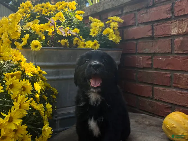 Bernedoodle dogs for sale: Yoyo - Ad 1