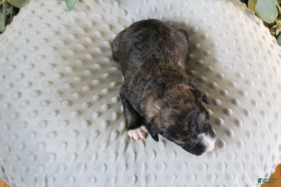 Bordoodle dogs for sale: Titan - Ad 2