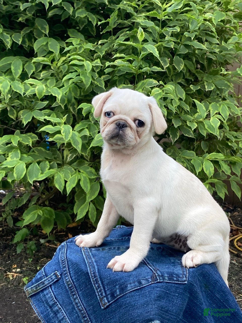 Pug dogs Sugar - Ad 2