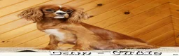 Cavapoo dogs for sale: Amber - Ad 10