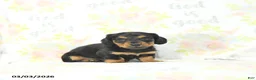 Miniature Dachshund dogs for sale: Samson - Ad 5