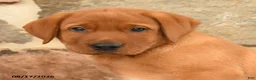 Labrador Retriever dogs for sale: Burr - Ad 4