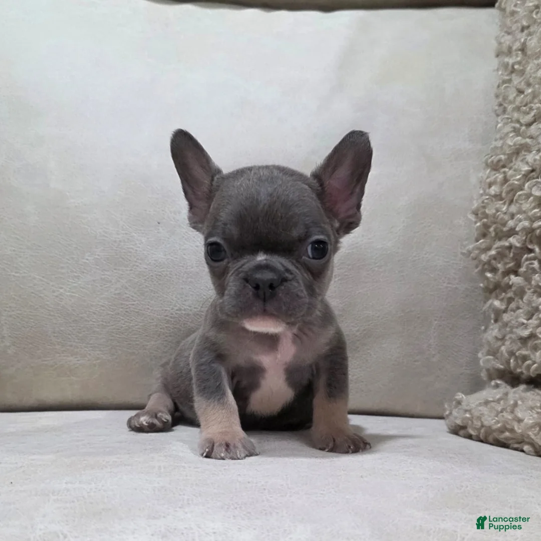 French Bulldog dogs for sale: Felix - Ad 3