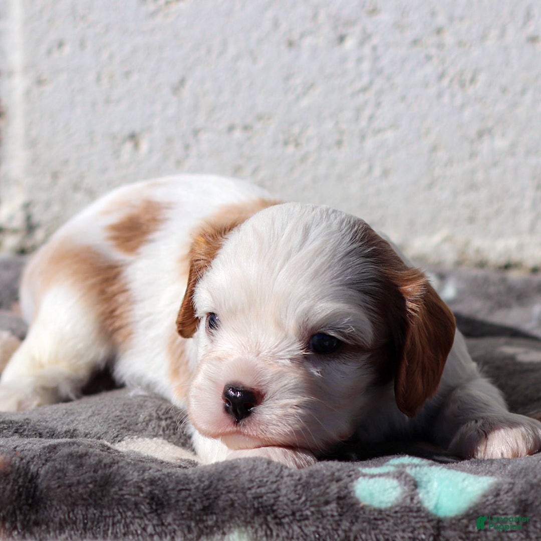 Cavalier King Charles Spaniel dogs for sale: Max - Ad 7