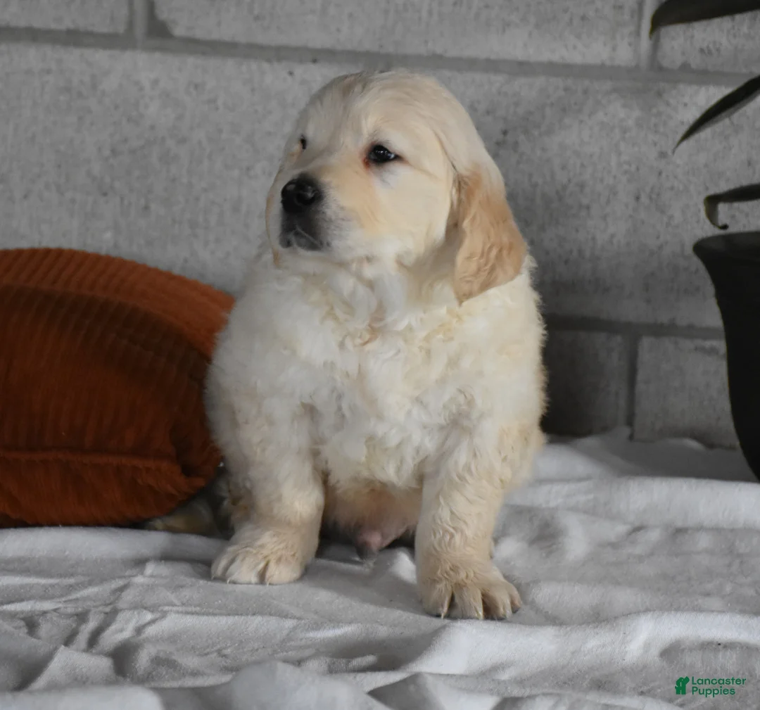 Golden Retriever dogs for sale: Cleo Genetic/OFA  - Ad 9