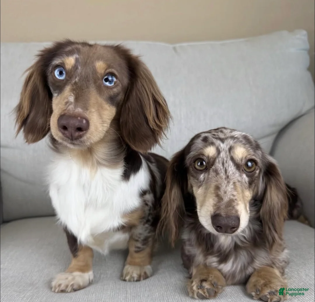 Miniature Dachshund dogs for sale: Lorain  - Ad 3