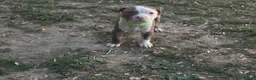 American Bully dogs for sale: American Bully Puppy 3 - Ad 3