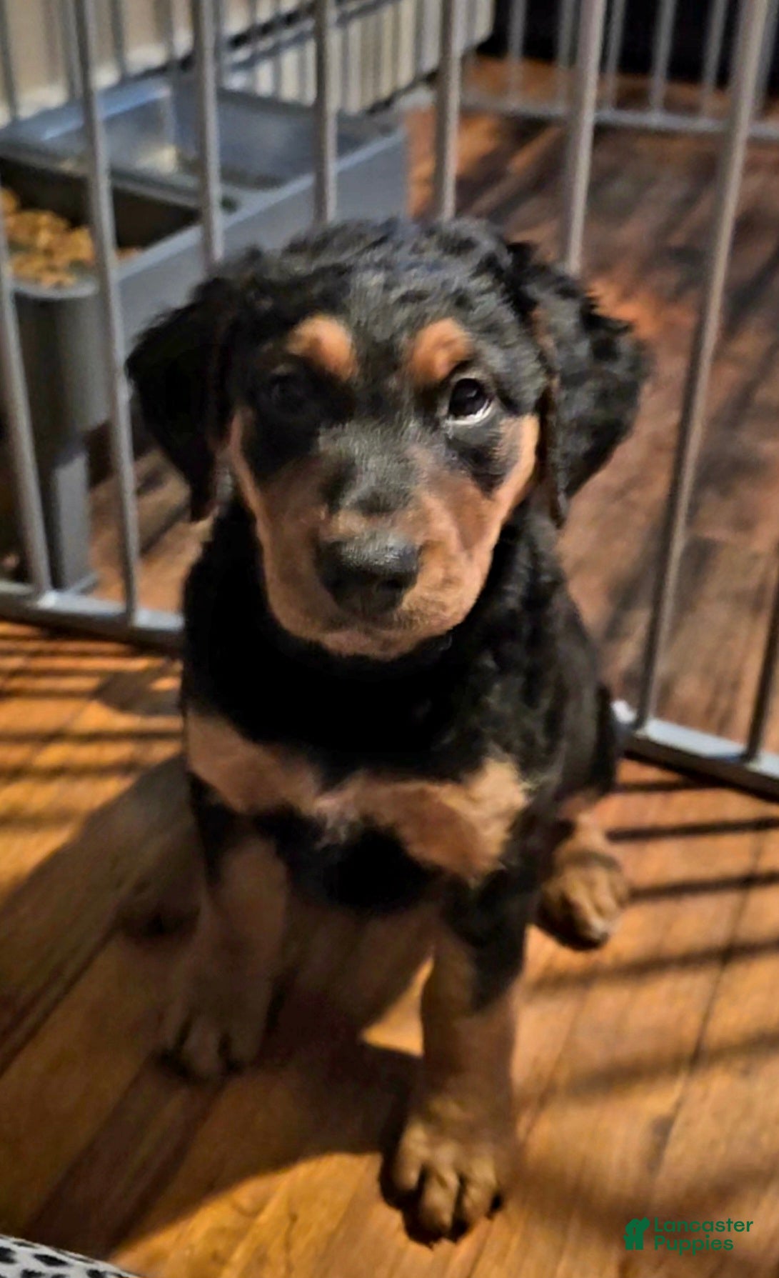 Mixed Breed dogs Hershey - Ad 34