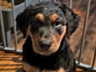 Mixed Breed dogs Hershey - Ad 29