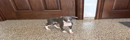 Italian Greyhound dogs for sale: Larry - Ad 13
