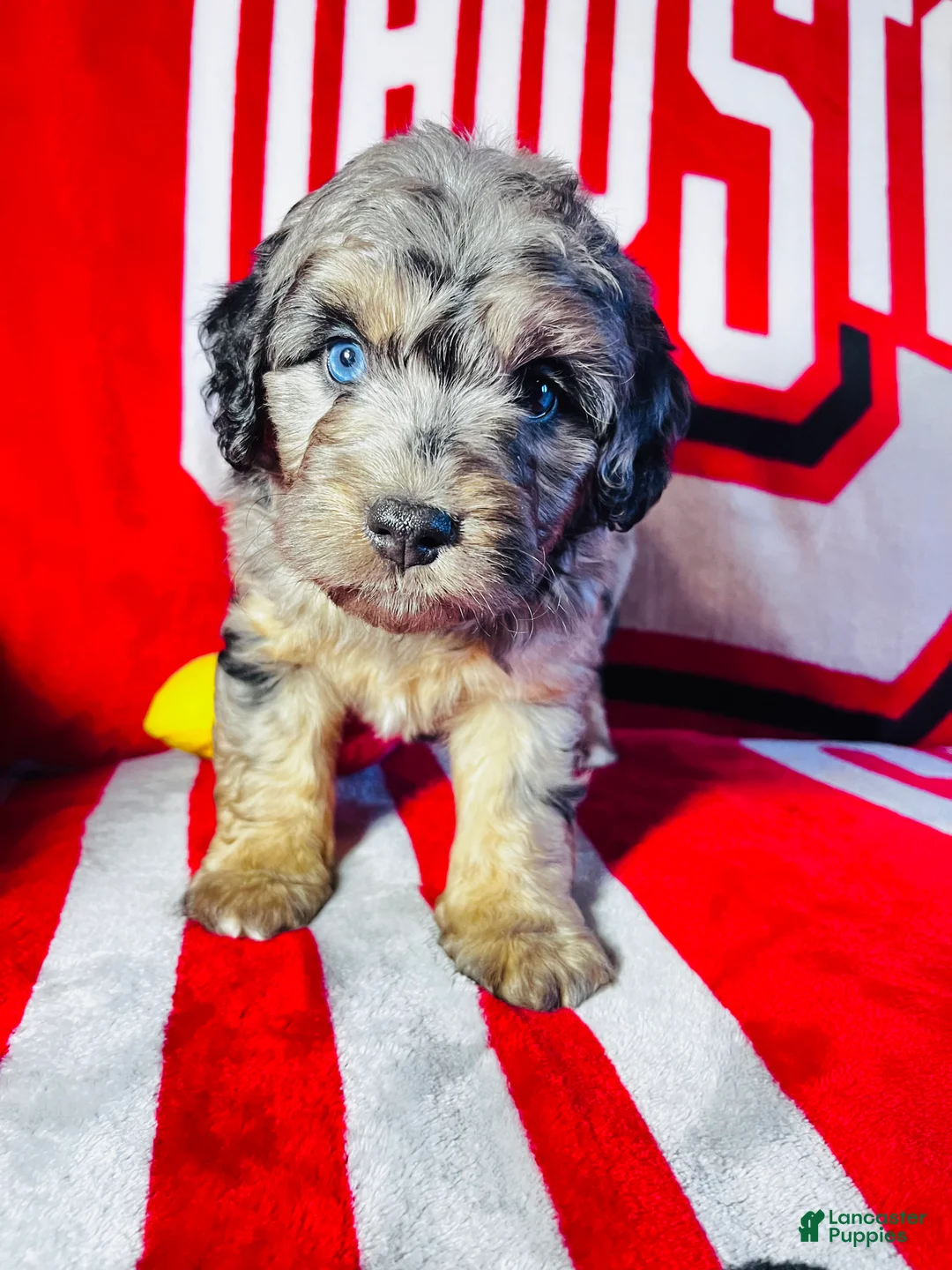 Mini Aussiedoodle dogs for sale: Calzone-Merle - Ad 1