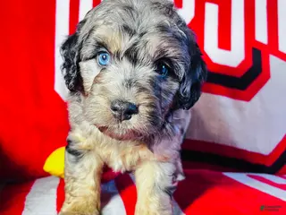 Mini Aussiedoodle dogs for sale: Calzone-Merle - Ad 3