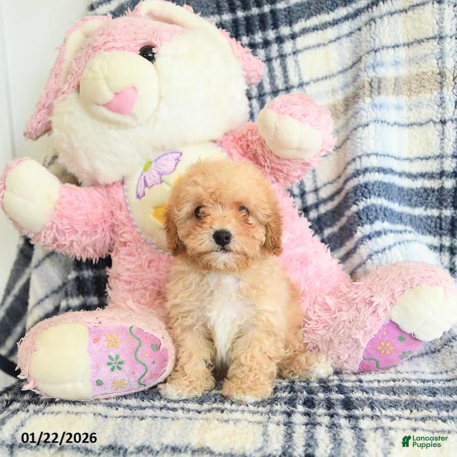 Havapoo dogs Delores - Ad 2