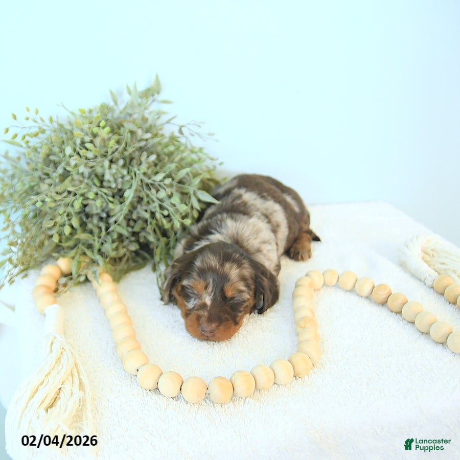 Miniature Dachshund dogs Brett - Ad 2