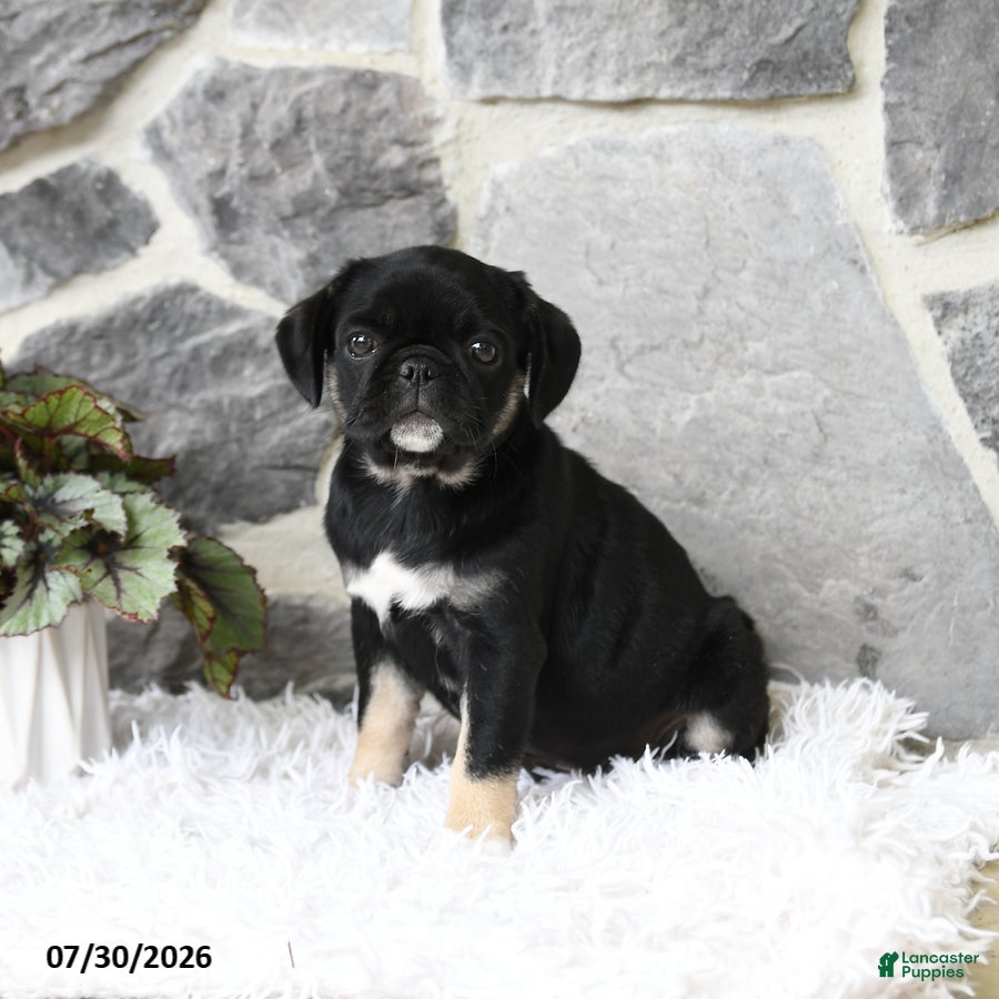 Pug dogs Bindy - Ad 1