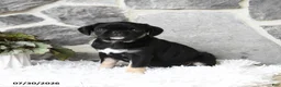Pug dogs for sale: Bindy - Ad 1