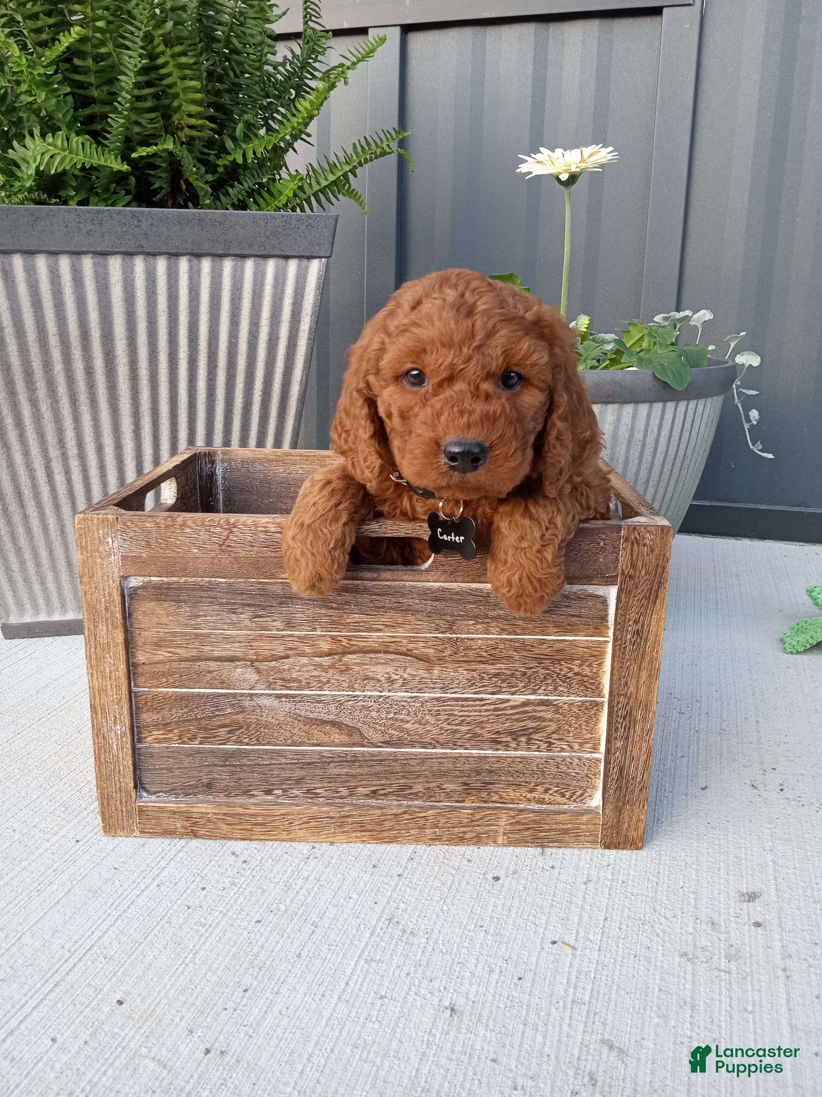Mini Goldendoodle dogs Carter F1b - Ad 1