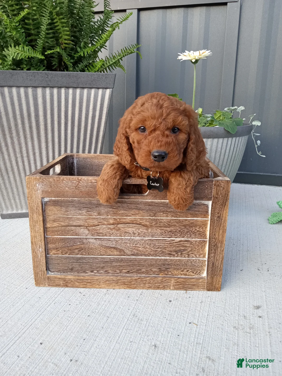 Mini Goldendoodle dogs for sale: Carter F1b - Ad 1
