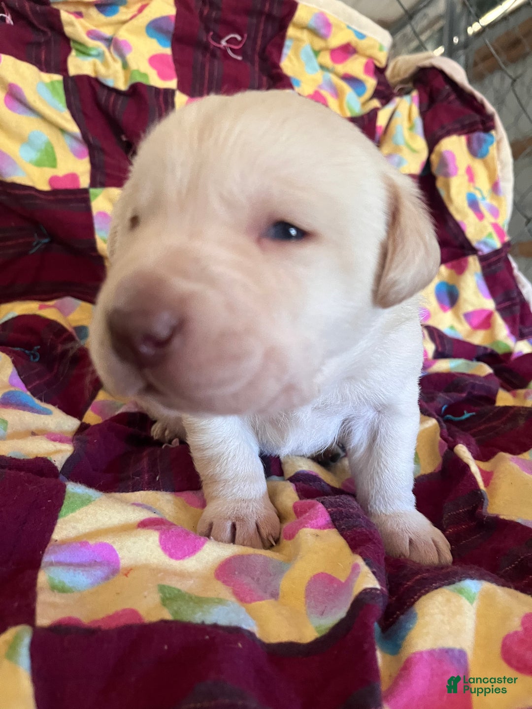 Labrador Retriever dogs for sale:  Puppy 3 - Ad 2