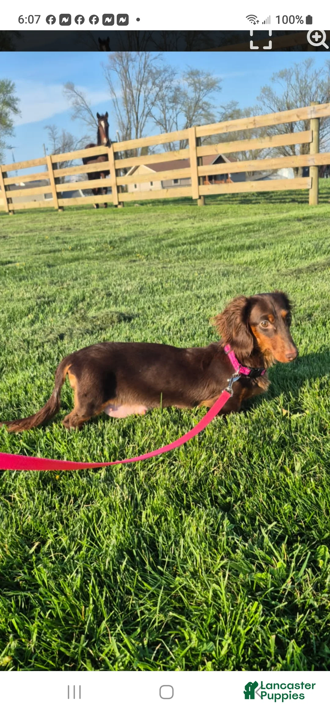 Miniature Dachshund dogs for sale: Titan - Ad 8