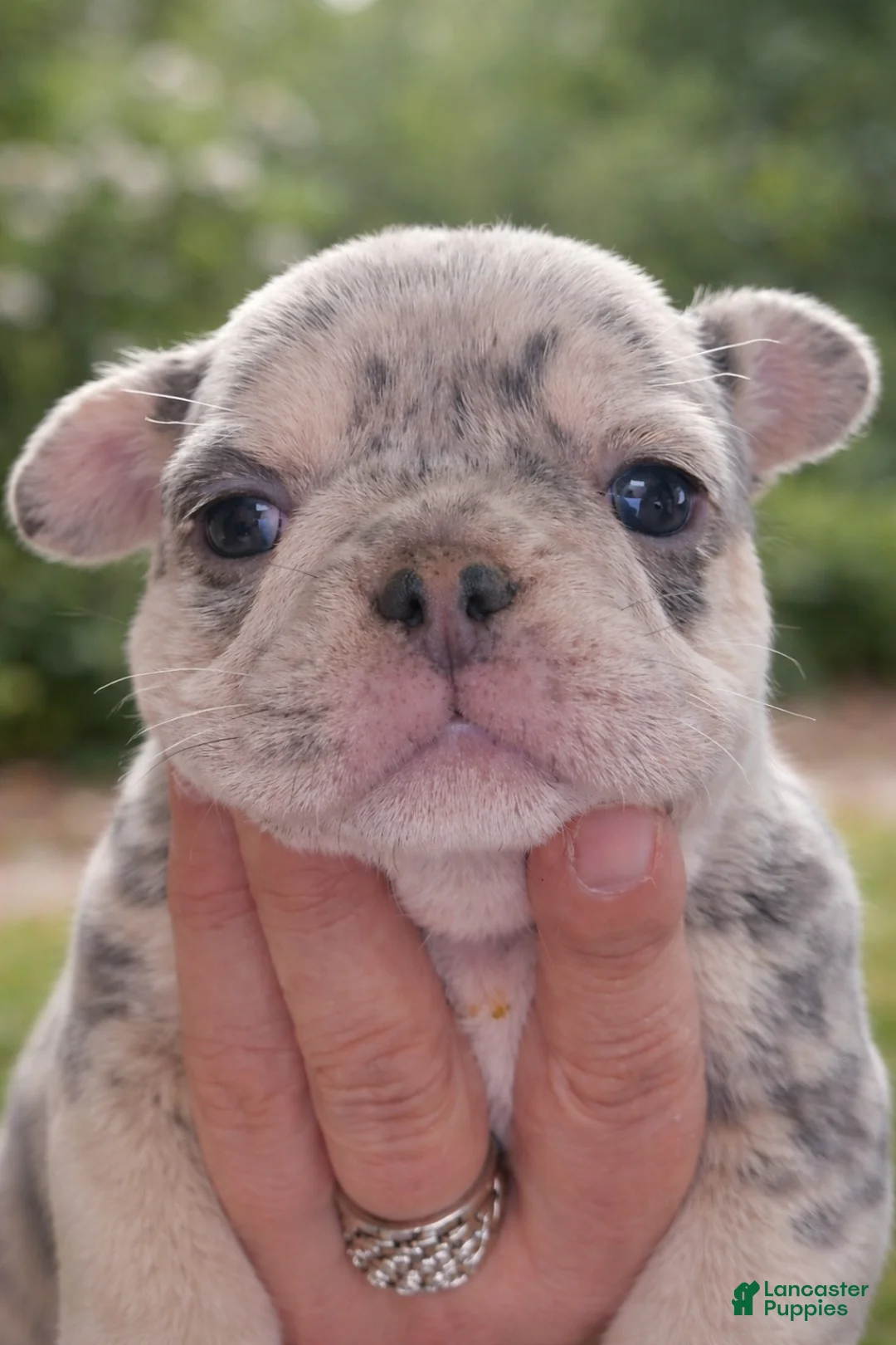 French Bulldog dogs for sale: Atlantis - Ad 2