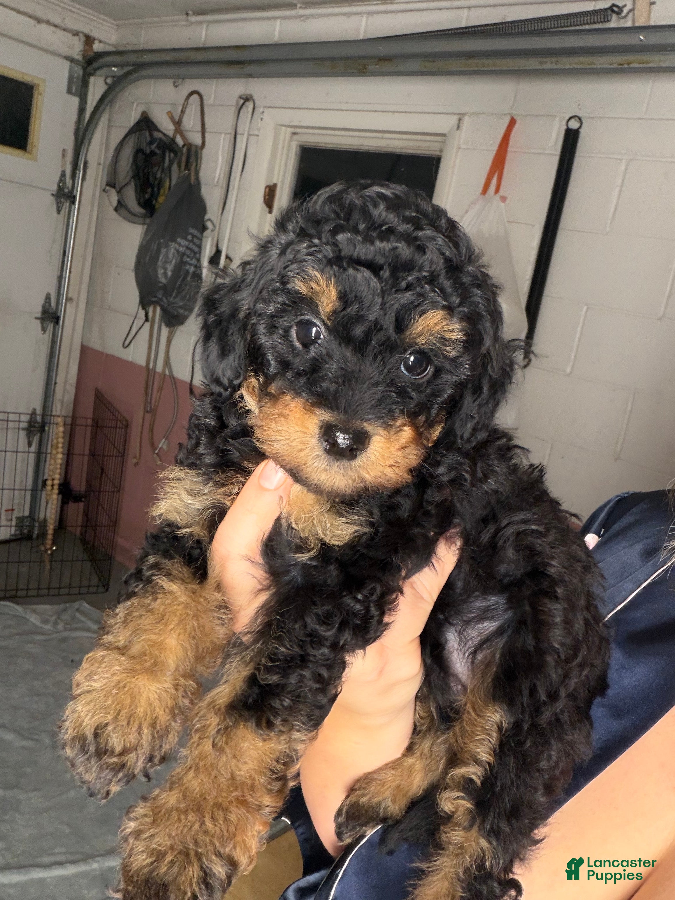 Yorkiepoo dogs Yorkiepoo 6 - Ad 2