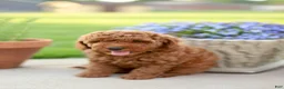 Mini Goldendoodle dogs for sale: Chester - Ad 2