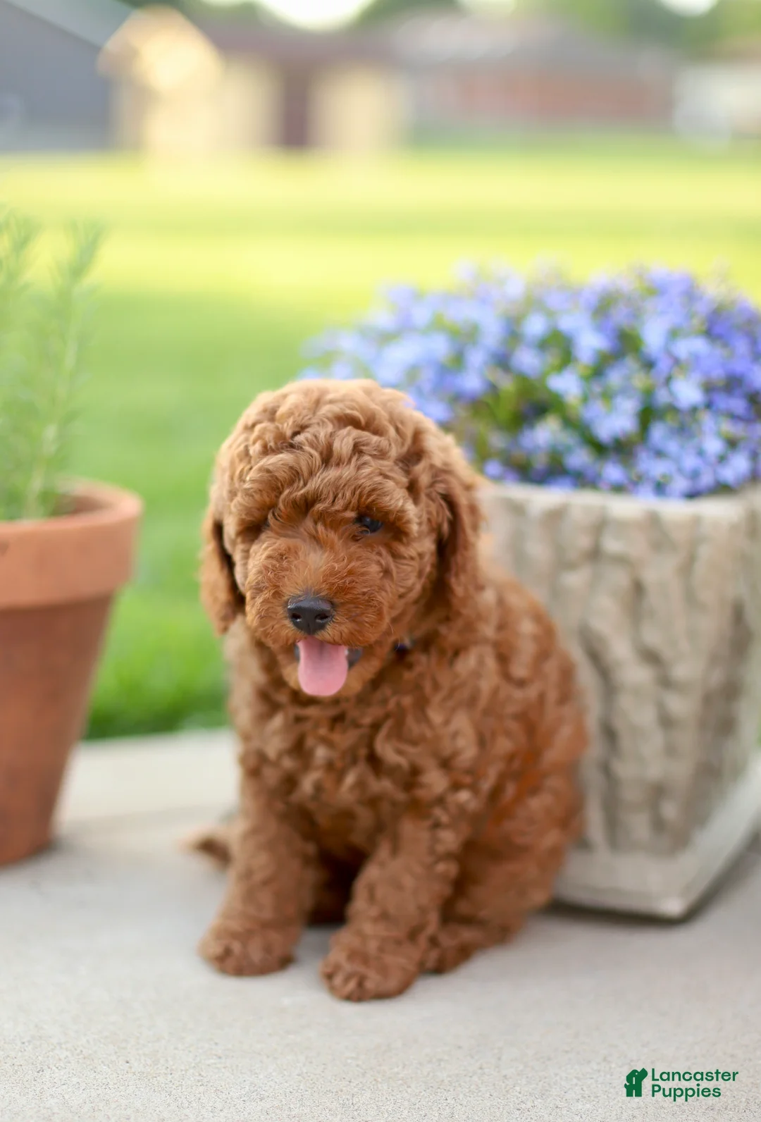 Mini Goldendoodle dogs for sale: Chester - Ad 2