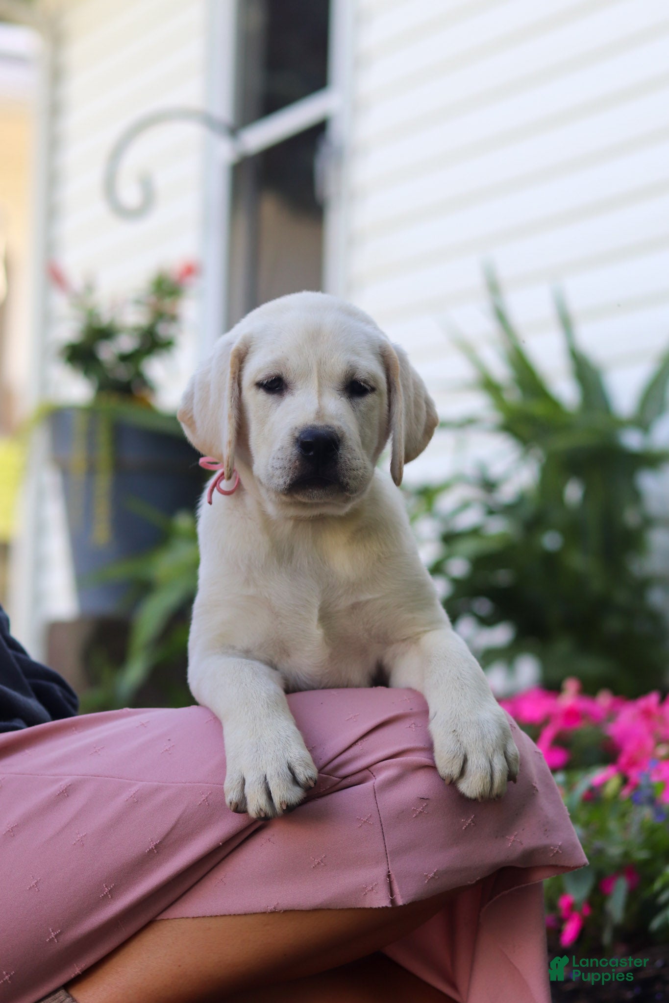 Labrador Retriever dogs Sherry - Ad 2