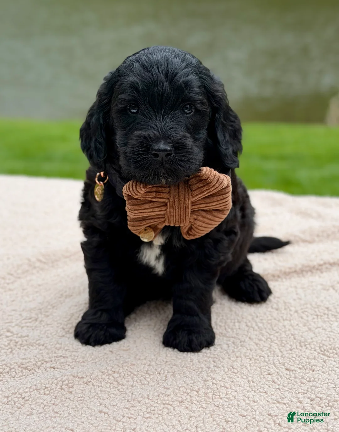 Goldendoodle dogs for sale: Bear - Ad 2