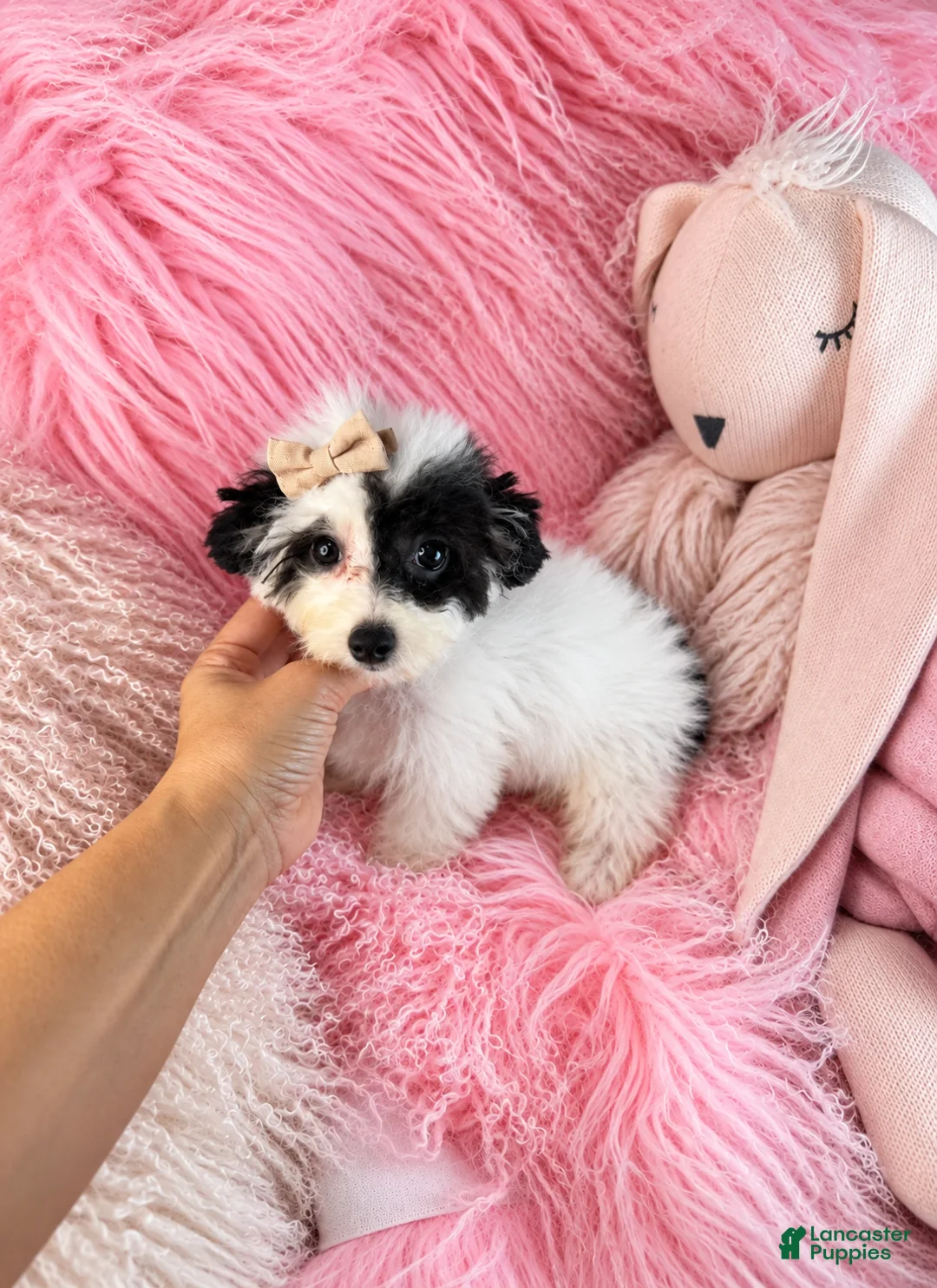 Toy Poodle dogs for sale: Toy Poodle 1 - Ad 1