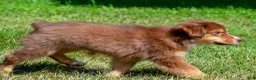 Miniature Australian Shepherd dogs for sale: Nero - Ad 8