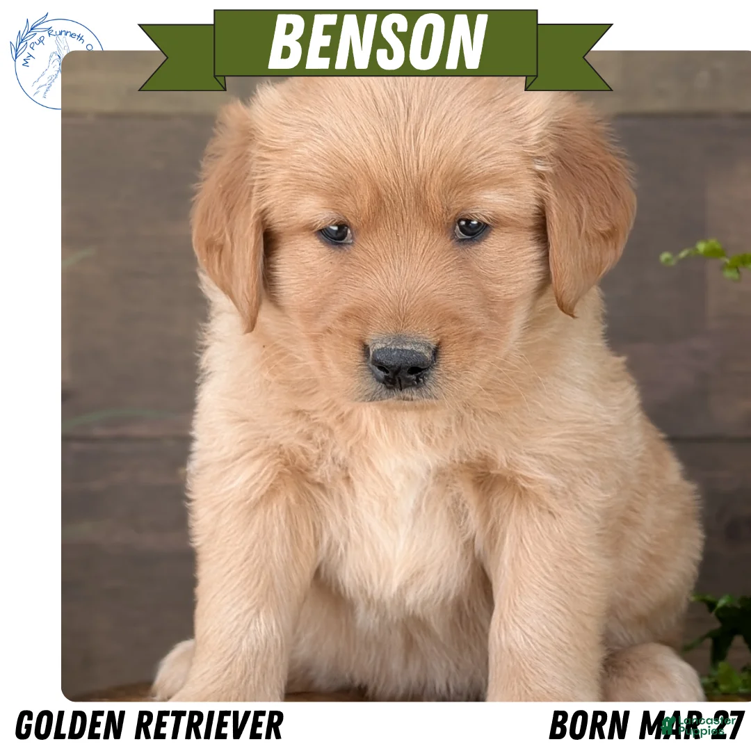 Golden Retriever dogs for sale: Benson - Ad 1