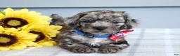 Cockapoo dogs for sale: Oreo - Ad 11