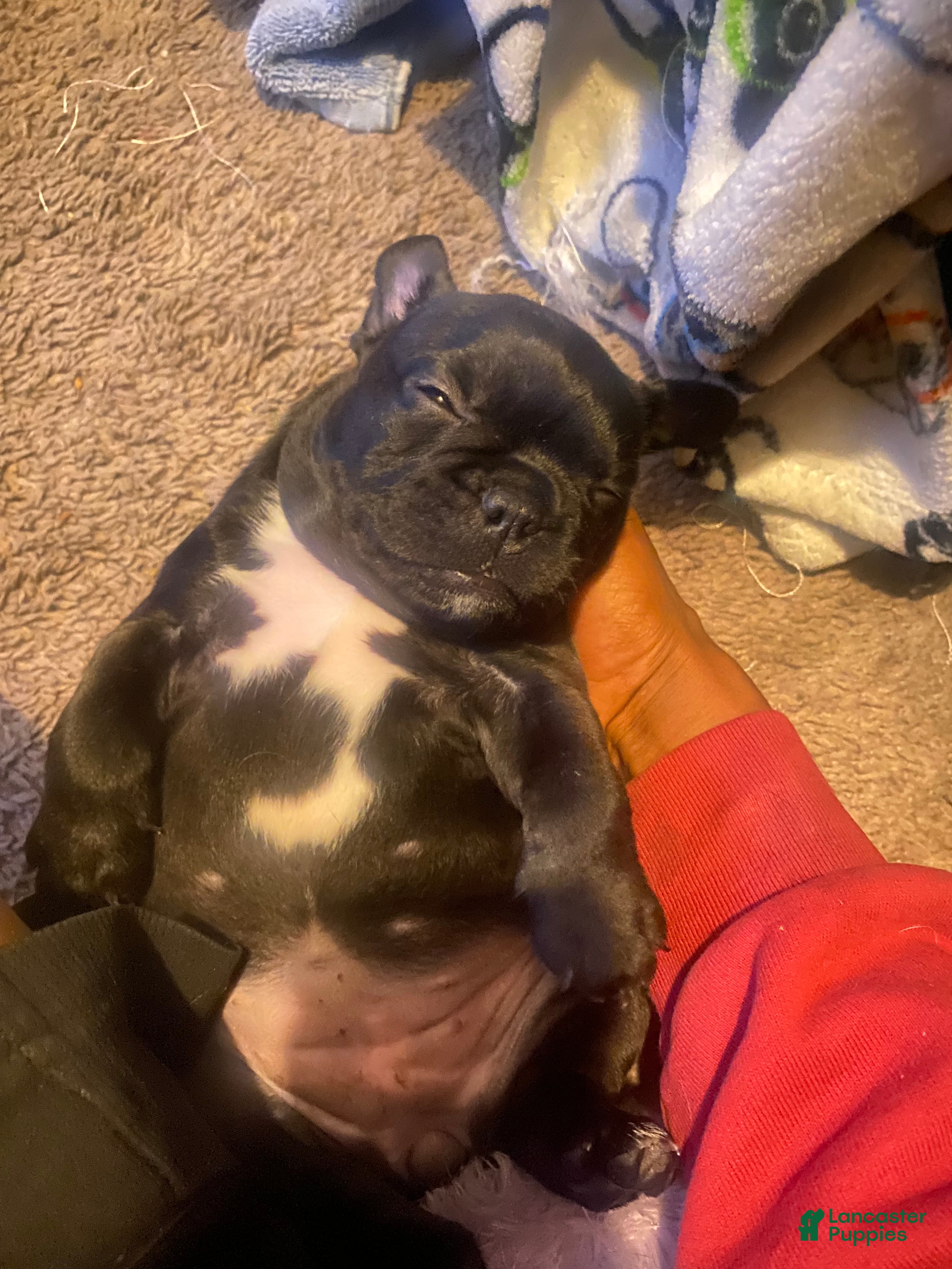 Frenchton dogs Frenchton Puppy 1 - Ad 21